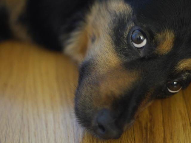 
                  
                     Heidi <br> 
                     Panasonic 
                     DMC-GH3 
                  
                  